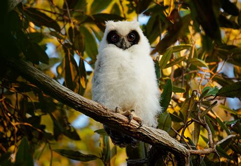 Madagascar Owl Asio Madagascariensis Also Madagascan Or Madagascar Longeared Owl Endemic To The