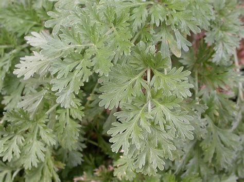 Artemisia absinthium (Absinthe, Absinthium, Armoise Absinthe, Artemisia, Common Wormwood ...