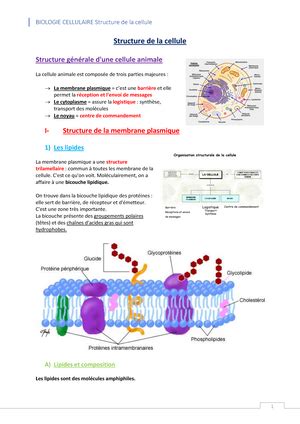 Mitochondrie Premi Re Ann E De Medecine Mitochondrie Cet Organite Est