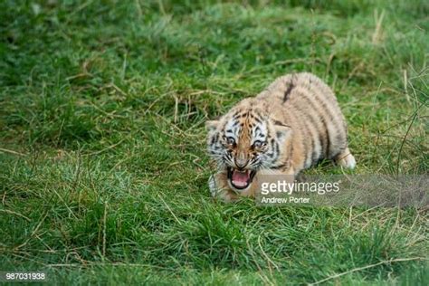 2,557 Tiger Attack Stock Photos, High-Res Pictures, and Images - Getty ...