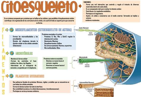 Mapa Mental Citoesqueleto Biologia The Best Porn Website