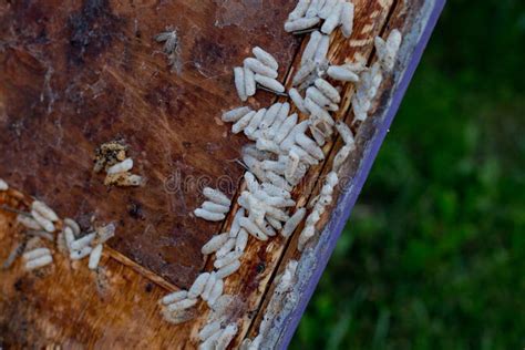 Wax Moth Larvae On An Infected Bee Nest Cover Of The Hive Is Infected