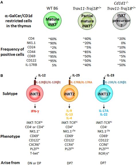 Cd1d Restricted Cells In Ipsc Invariant Natural Killer T