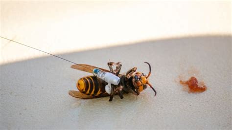 Oslobo Enje Ivotinje I Insekti Opasni Str Ljenovi Ubice I Dalje