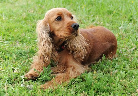 cocker spaniel dog breed info stats   petcare