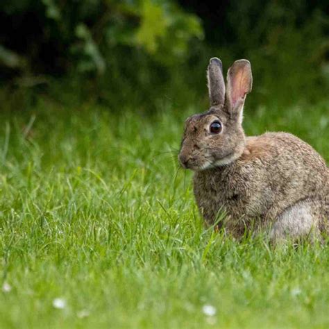 Top 10 Rabbit Hunting Dogs: Skilled Canine Companions for Pursuing Hares