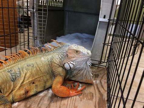 can iguana aggressive safely
