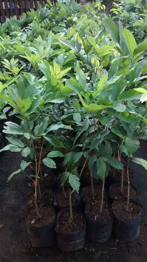 jual bibit tanaman murah jual bibit tanaman buah rambutan binjai harga