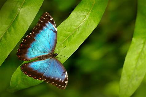 Hutan Alam Tropis Blue Morpho Morpho Peleides Kupukupu Besar Duduk Di