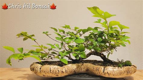 Bonsai Ulmus Minor Var Raft Youtube