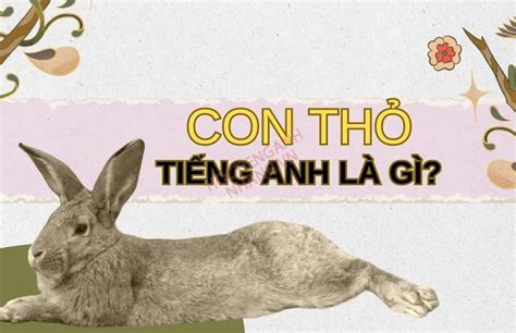 Con thỏ tiếng Anh là gì Ví dụ và cụm từ liên quan đến con thỏ