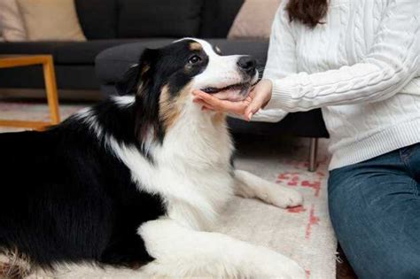 Cuánto tiempo tarda un perro en mostrar síntomas norparson