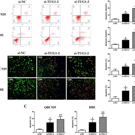 Silencing Of Tug Induced Apoptosis In Cca Cells A The Apoptosis Of