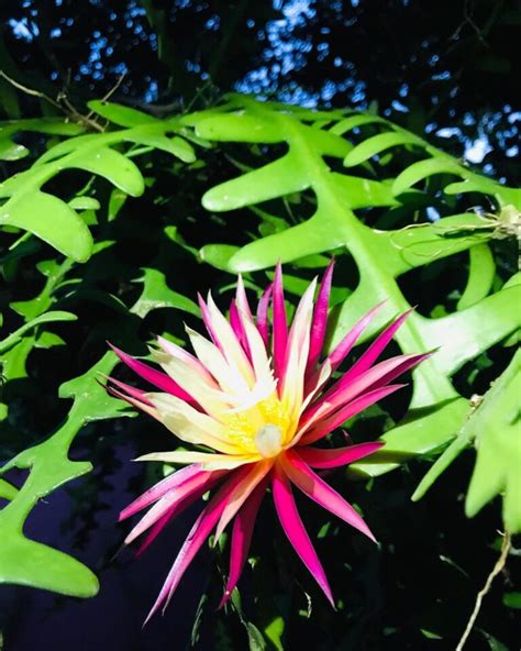 Dama Da Noite Significado Como Cultivar Em Seu Jardim