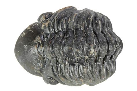 Enrolled Reedops Trilobite Atchana Morocco For Sale