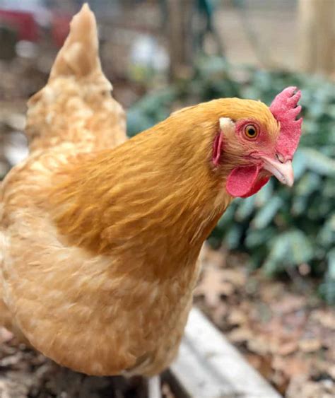 Buff Orpington Chickens All You Need To Know About This Delightful