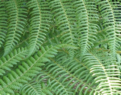 Free Fern fronds 1 Stock Photo - FreeImages.com