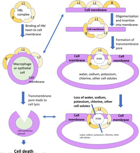 Bacillus cereus | Mechanisms of Pathogenicity