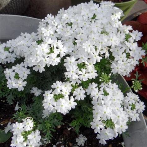 Trailing Verbena (Verbena x hybrida Magelana™ White) - Garden.org