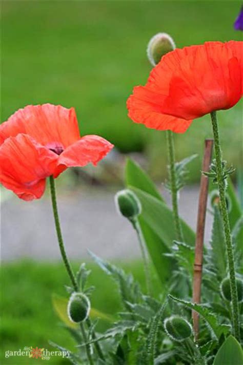 poppies   grow poppy flowers  seed garden therapy