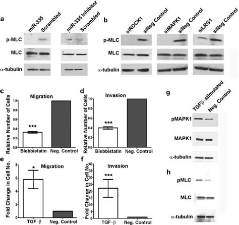 Mir 335 Regulation Of Tgf B Signaling A Western Blot Analysis Download Scientific Diagram