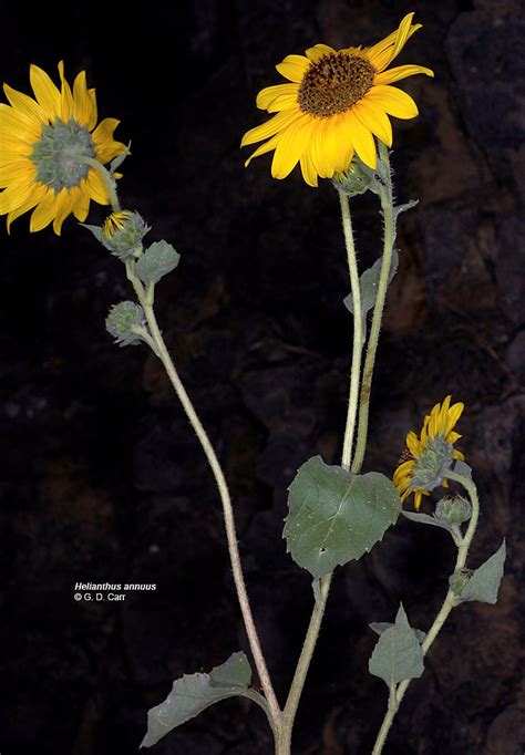 Helianthus Annuus Common Sunflower Go Botany