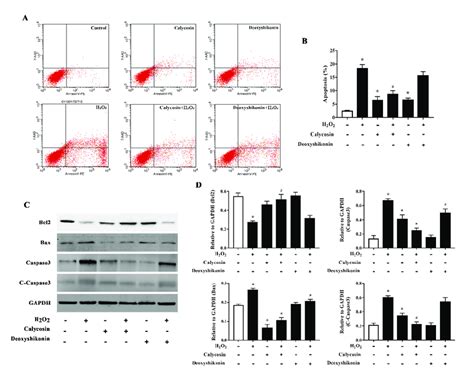 Effects Of The Hit Compounds On H2o2 Induced Apoptosis In Ipec J2