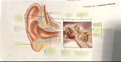 Ear Diagram Quizlet