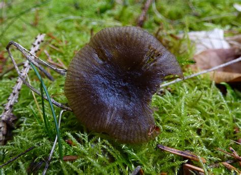 Starkgeriefter Sternsporling (OMPHALIASTER ASTEROSPORUS SYN. HYGROASTER ...