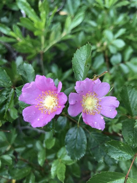 Plants — CALIFORNIA NATIVE LANDSCAPES
