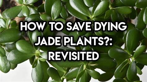 How To Save A Dying Jade Plant Revisited Save Your Dying Jade