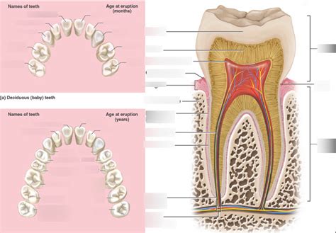 Teeth Diagram | Quizlet