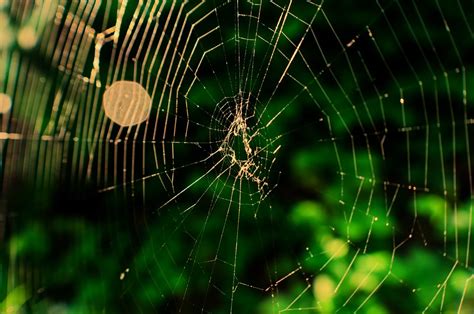 Web Cobweb Spider Free Photo On Pixabay Pixabay