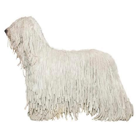 Komondor Jumping