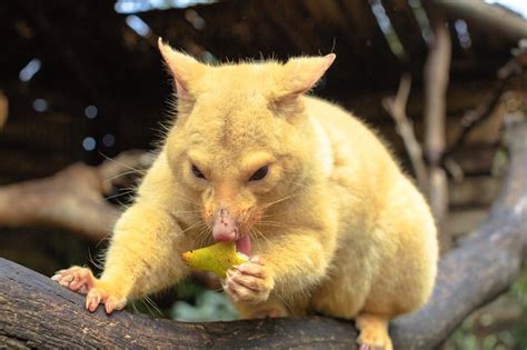 How To Keep Possums Away from Cat Food?