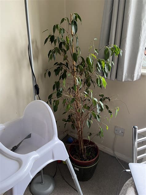 How Can I Save This Plant And Can You Please Help Me Identify It Rhouseplants