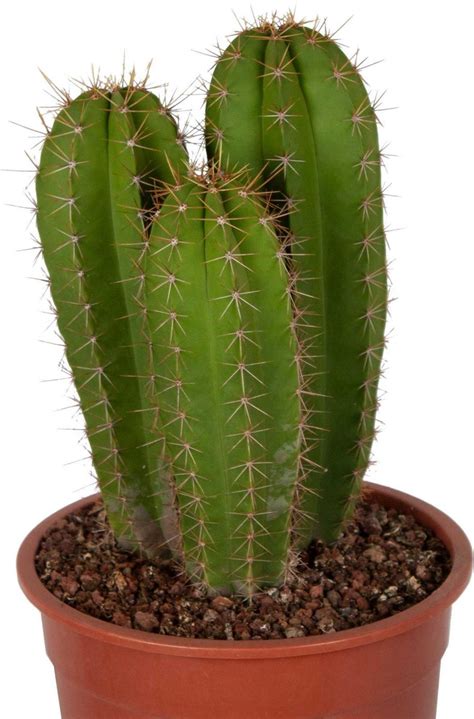 50 Cm Isolatocereus Dumortieri Cactus Bol