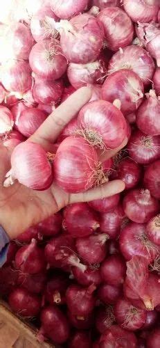 A Grade Maharashtra Fresh Garva Onion Packaging Size Kg Onion