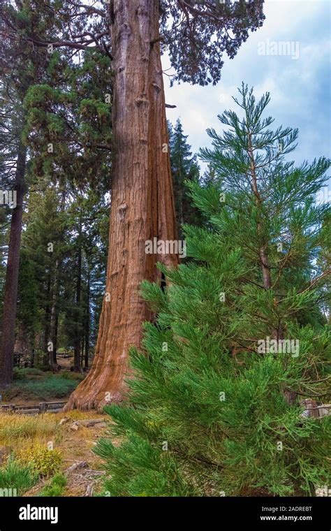 Sentinel Tree, a Giant Sequoia, Sequoiadendron giganteum, outside the Giant Forest Museum in ...