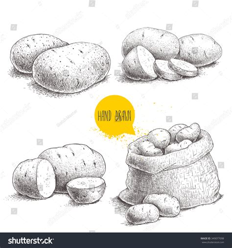 20,967 Potato sketches Images, Stock Photos & Vectors | Shutterstock