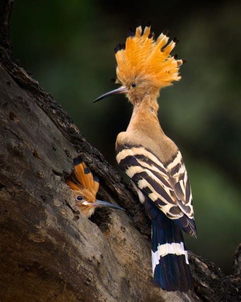 152 best images about Hoopoe Bird on Pinterest | Madagascar, Kalay and ...