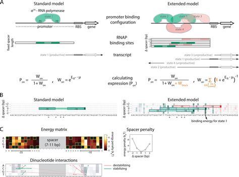 Predicting Bacterial Promoter Function And Evolution From Random