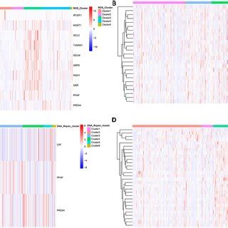 Clustering Heat Map Of ROS Related Differential Genes And DNA