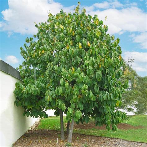 1 Gal Paw Paw Seedling Fruit Tree Pawpaw01g The Home Depot