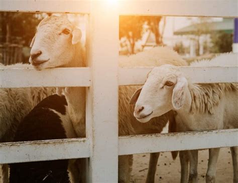 How To Start Sheep Farming In Nigeria Business Plan Breeds Cost