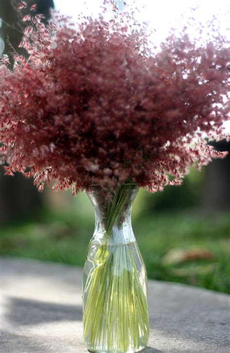 pretty weeds | Jardin de Gracia