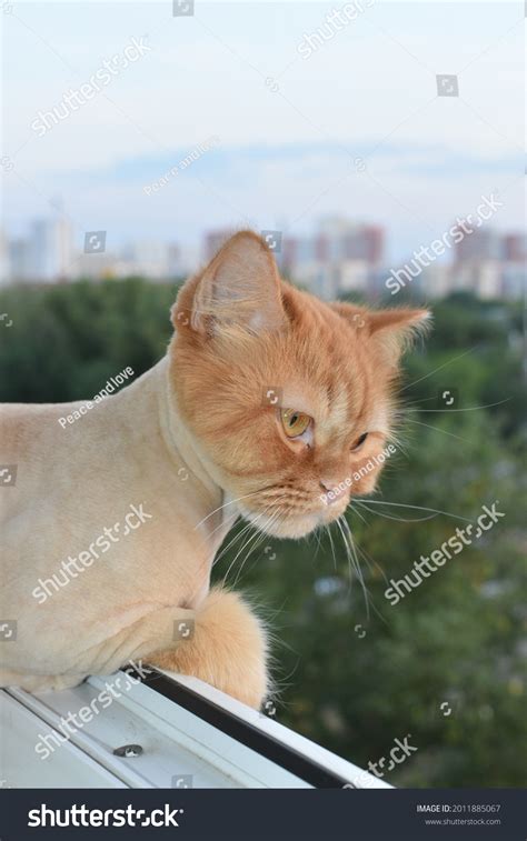 Head Red Cat Naked Body Looks Stock Photo Shutterstock
