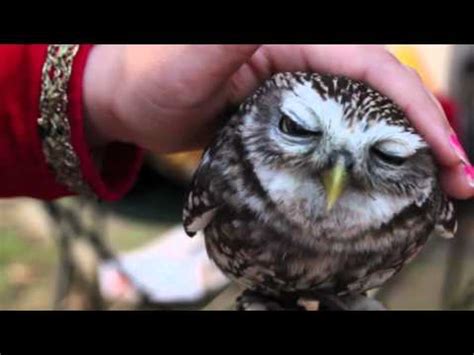 Cute Owl - YouTube