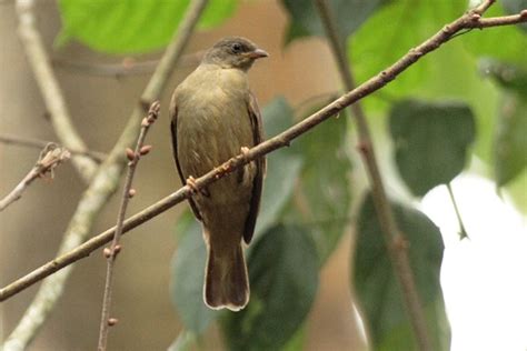 22 Birds That Start With Z Sonoma Birding