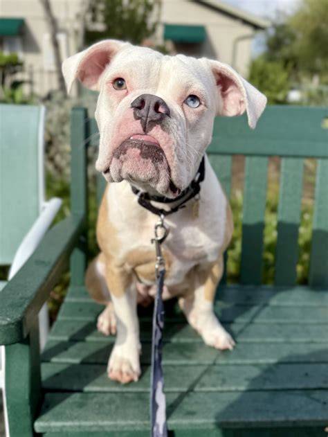 Rhubarb - Seal Beach Animal Care Center